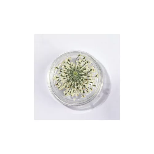 Szárított Virág Kis Tégelyes - Fehér